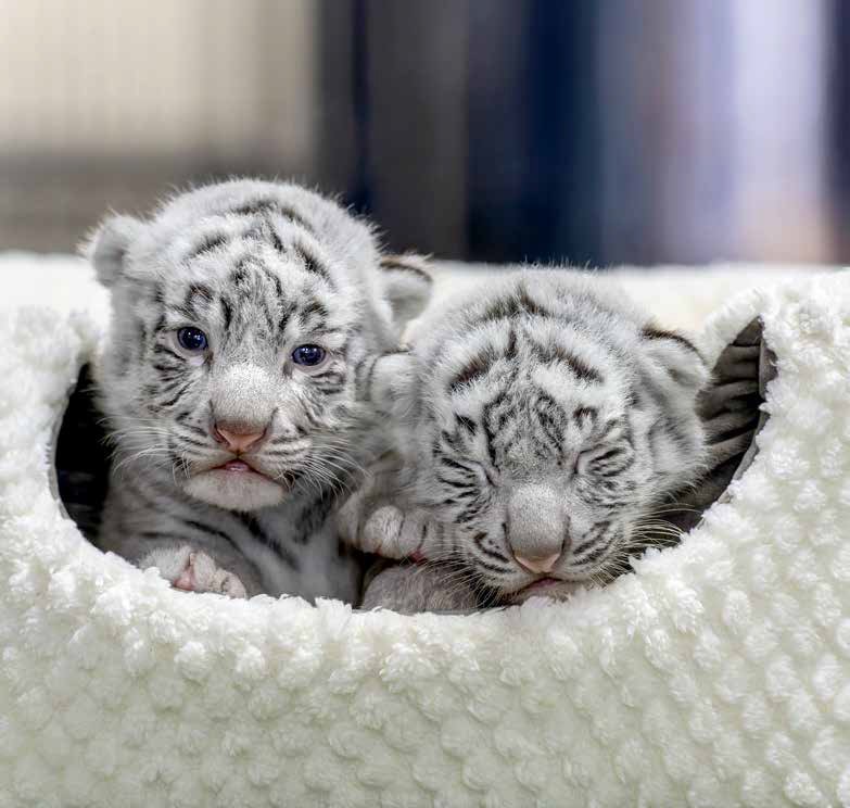 写真・画像】＜※猛獣です＞ホワイトタイガーの写真集『とらのこ』が