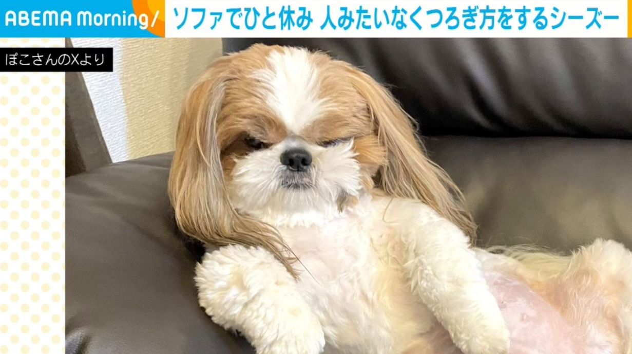 写真・画像】「くつろぎ方、完全に人間」「大物感半端ない」シーズーの