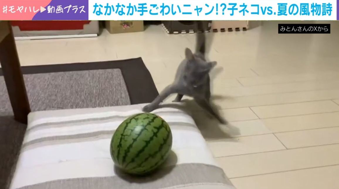 写真・画像】子猫vsスイカ!? まさかの敵と格闘する姿に反響「鎮座し