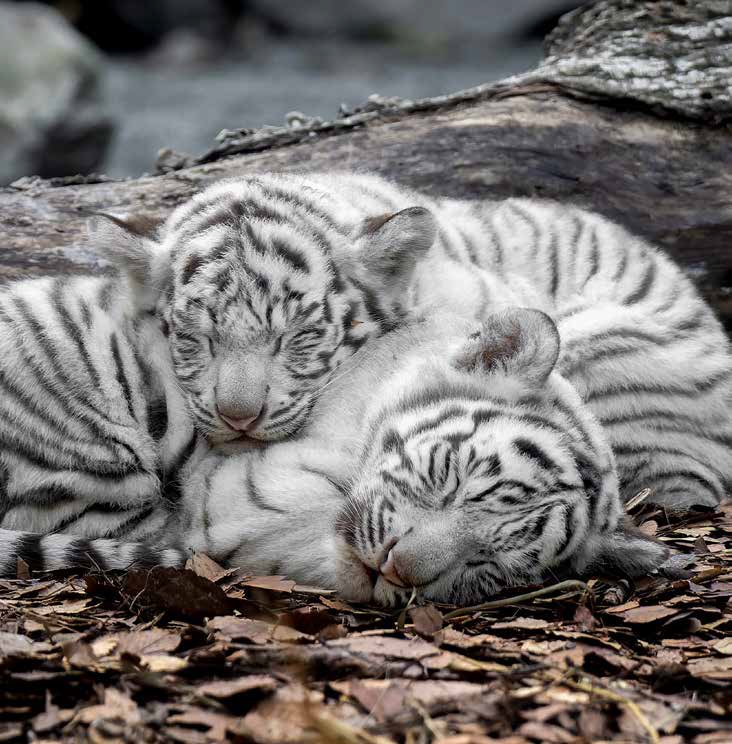 写真・画像】＜※猛獣です＞ホワイトタイガーの写真集『とらのこ』が