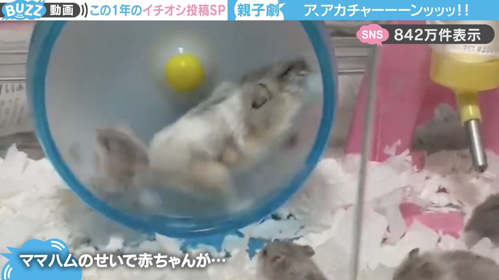 写真・画像】「ア、アカチャーーーンッッ！」親子ハムスターの