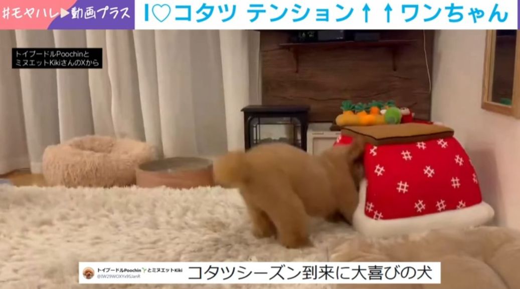 ゆめみこママ様リクエスト2作品　猫とトイプードル【こたつ】【お月見】 写真・画像】こたつにテンション爆上がりの犬→頭から突っ込む姿に