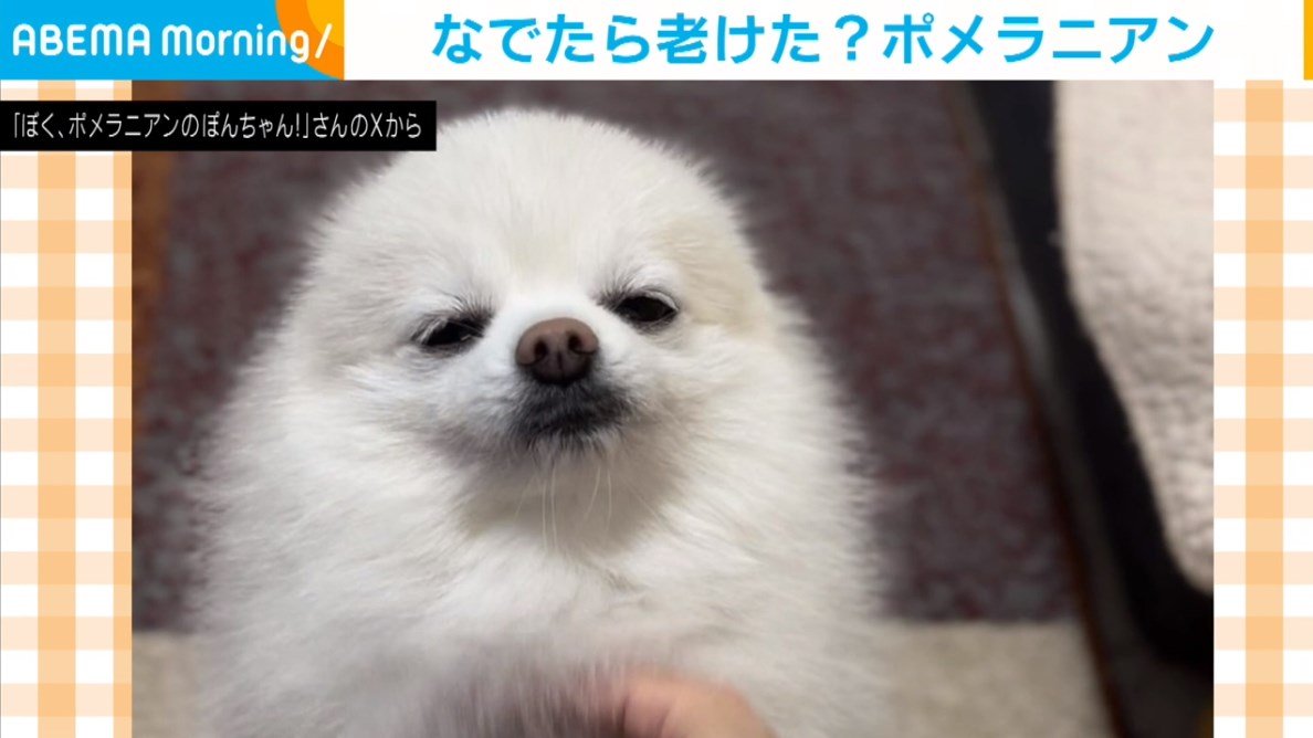 作家さんによる瞳が生きているように美しく、リアル過ぎる一刀彫のポメラニアン img_790a2e3641239cb3c60190df4c