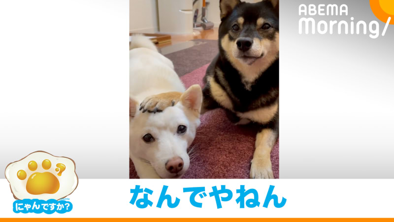 写真 忠犬ハチ公 のぬいぐるみがかわいいと話題 渋谷に秋田犬を守るショップ 売上の一部を保存 保護に寄付 経済 It Abema Times 写真 忠犬ハチ公 のぬいぐるみがかわいいと話題 渋谷に秋田犬を守るショップ 売上の一部を保存 保護に寄付 経済 It Abema Times