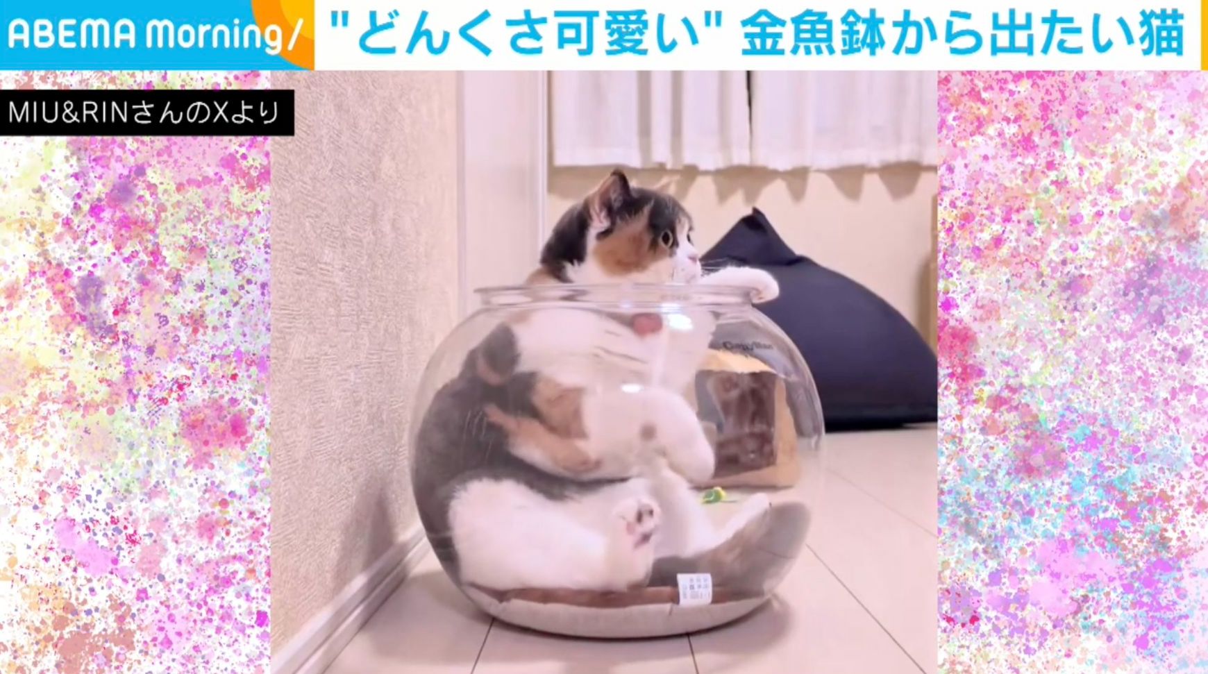 写真・画像】金魚鉢から出たいのに…“どんくさ可愛い”ネコに「出たあと