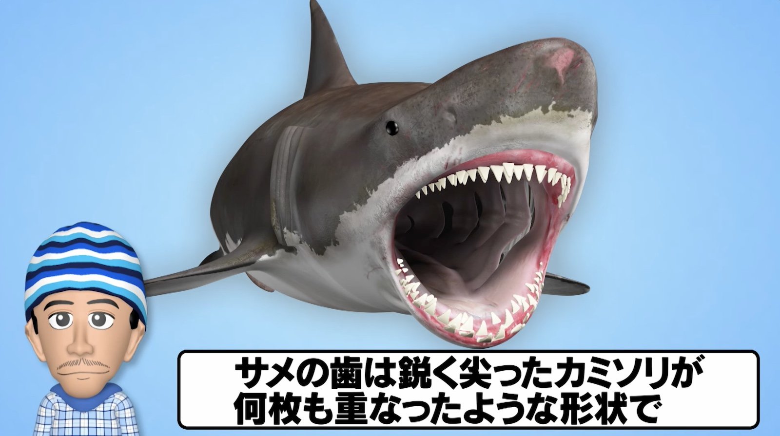 写真・画像】「何度も相手を切り刻んで…」サメの攻撃が最強に怖い理由