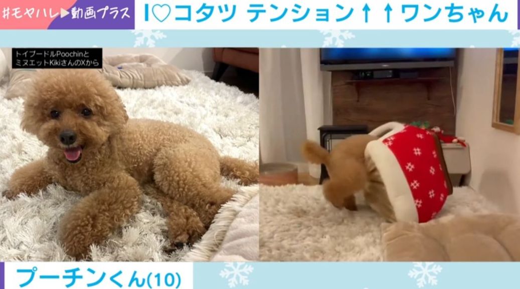ゆめみこママ様リクエスト2作品　猫とトイプードル【こたつ】【お月見】 写真・画像】こたつにテンション爆上がりの犬→頭から突っ込む姿に