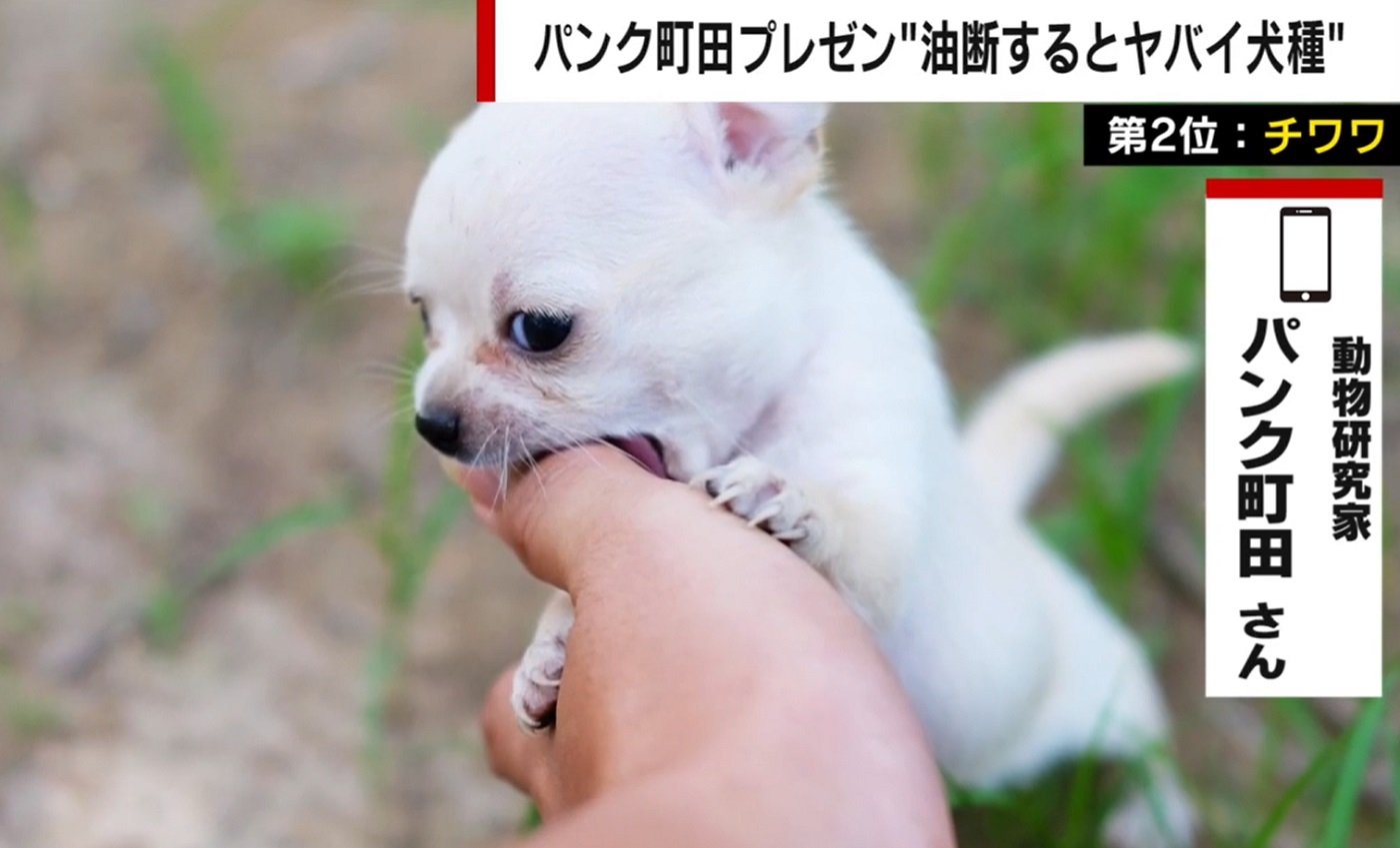 写真 可愛いけど じつは狂暴 な犬種ベスト３ 動物研究家 ドーベルマンの比じゃない と指摘する犬種も 国内 Abema Times