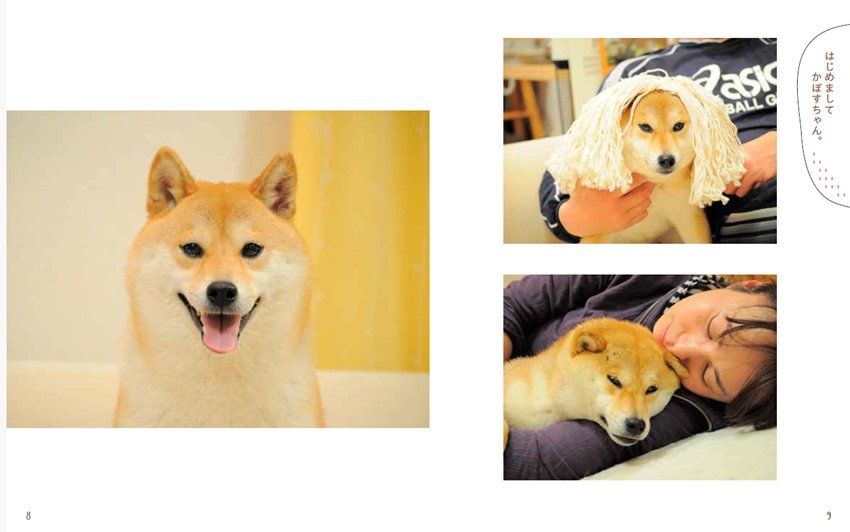写真・画像】ネットミーム“Doge”のモデル柴犬「かぼすちゃん」 生涯を
