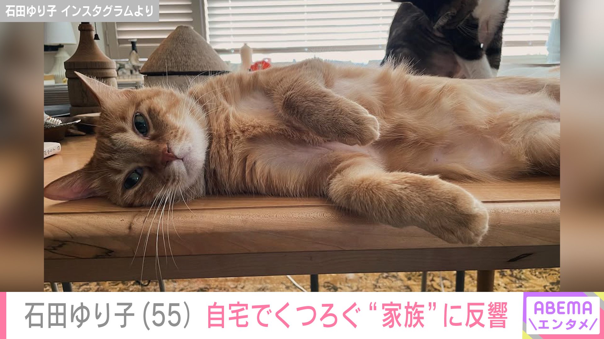 写真・画像】石田ゆり子（55）、オシャレな自宅でくつろぐ愛猫の姿に