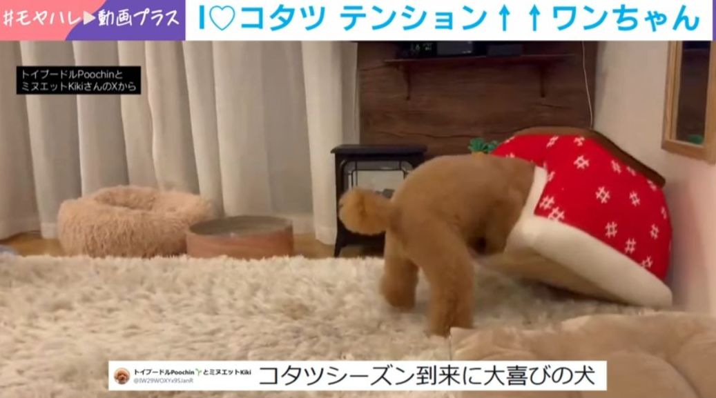 写真・画像】こたつにテンション爆上がりの犬→頭から突っ込む姿に