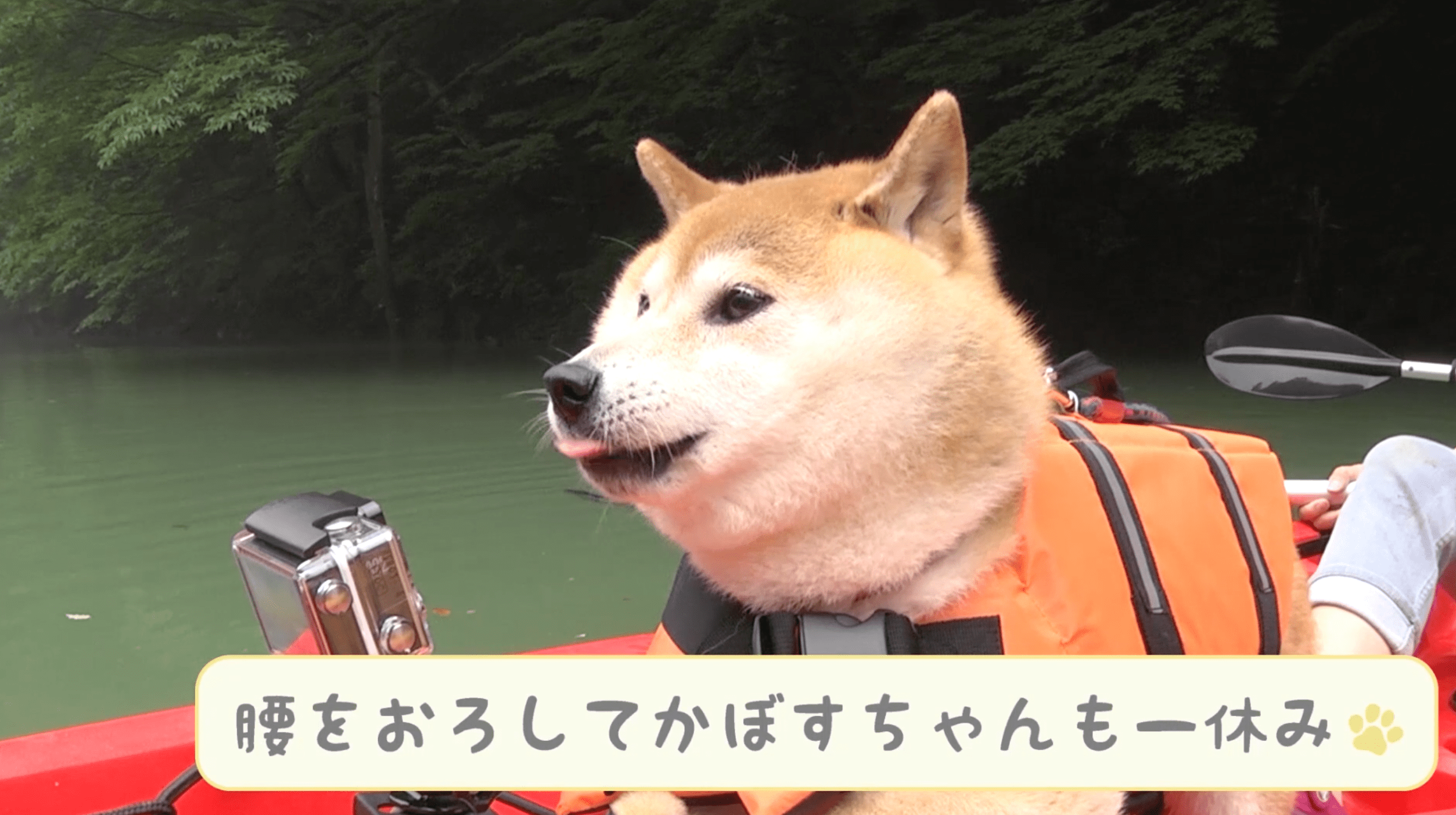 写真・画像】「感動だワン！」柴犬かぼすちゃん、 美しすぎる大自然の中でカヌー挑戦で 8枚目 | エンタメ総合 | ABEMA TIMES |  アベマタイムズ