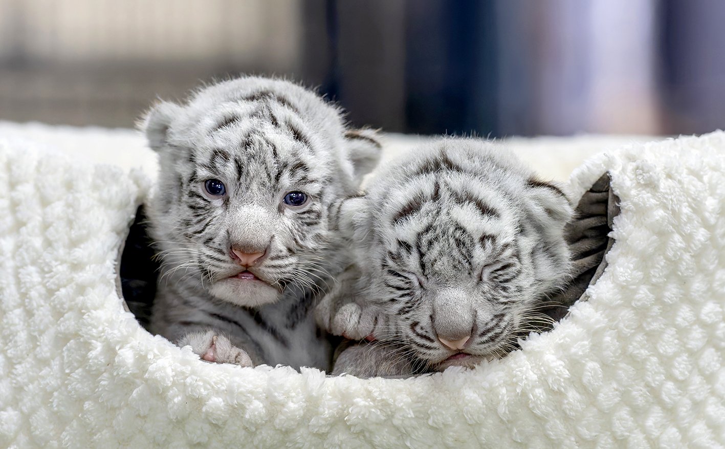 img_ec8ceac8f557c5492810137ba8