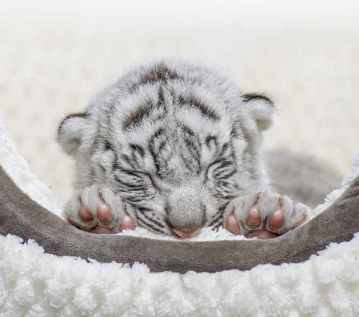 写真・画像】＜※猛獣です＞ホワイトタイガーの写真集『とらのこ』が