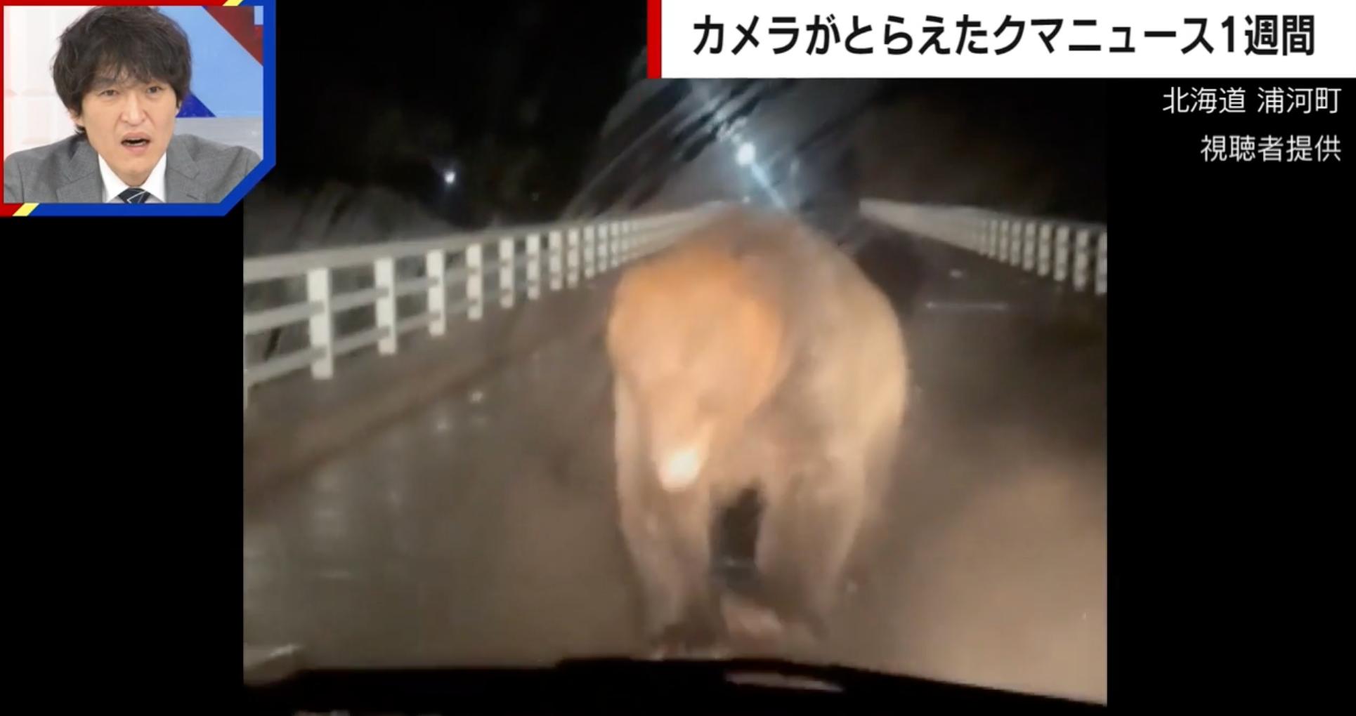 写真・画像】巨大なヒグマが車に突進…カメラが捉えた衝撃の瞬間